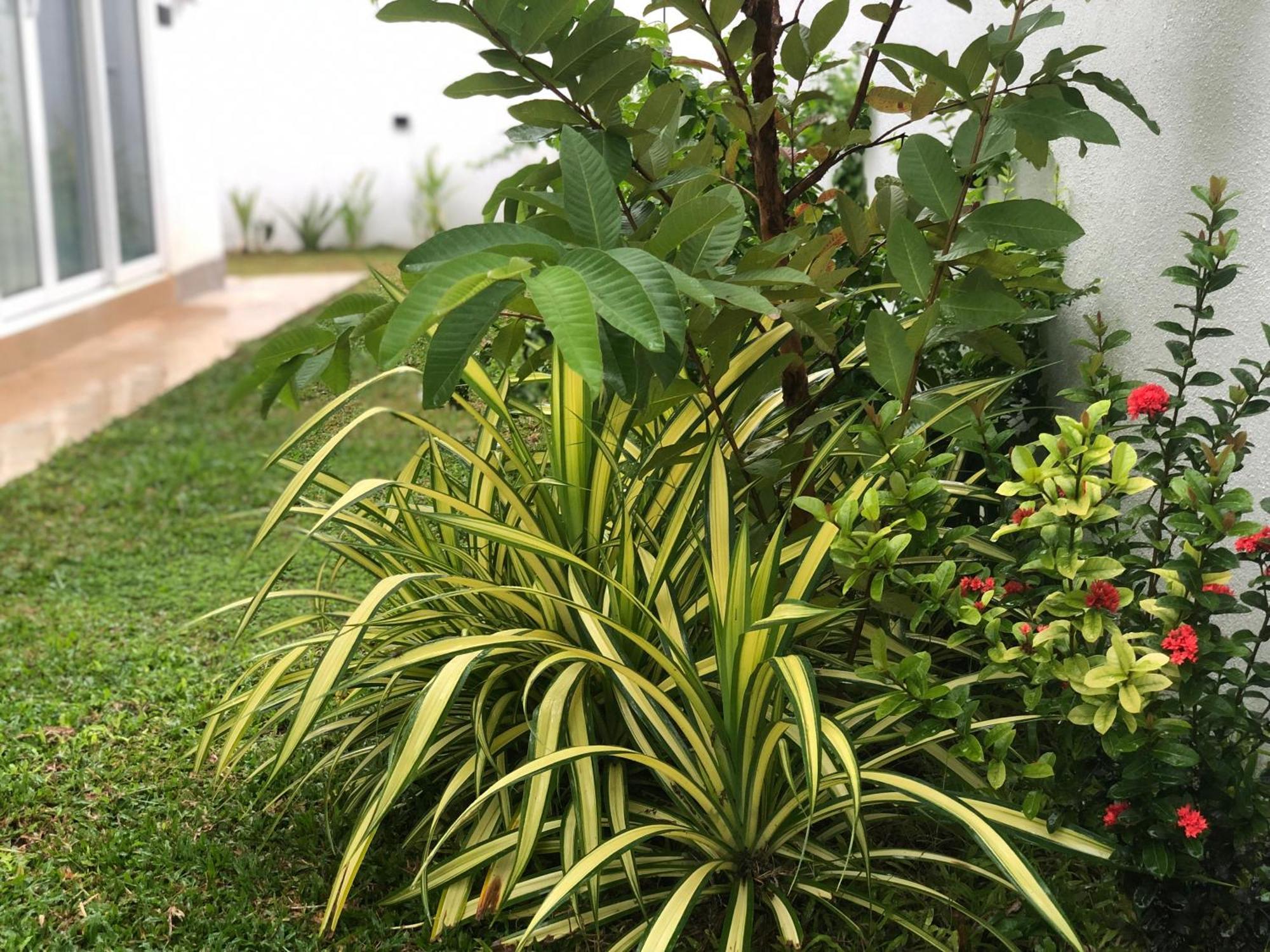 Luvi'S Villa Galle Ngoại thất bức ảnh